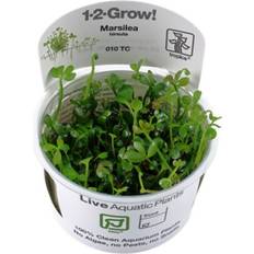 TROPICA Foreground Live Aquarium Plants Aquascape