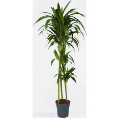 Kasvit Plant in a Box Rahapuukasvi Pachira Aquatica 100-120cm
