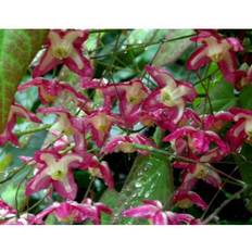 Rød Bispehue Epimedium Rubrum Plante