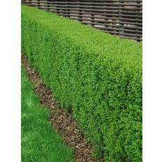 Halvskuggigt Häckplantor Omnia Garden Häck Liguster 20-40 cm 20-Pack Krukodlad