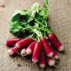 Radish Flamboyant 3 1 Seed Packet Red