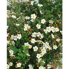 Häck plantor Omnia Garden Häck Trädgårdstok Abbotswood Vit 30-50 Cm 10-Pack Barrot