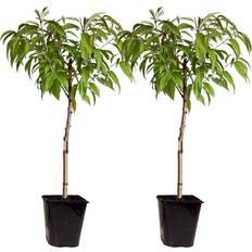 Rosa Potteplanter Plant in a Box 2 Stk Prunus Bonanza Saturne 60-70cm Topf 15cm
