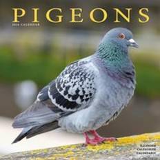 Pigeons Calendar 2026 Square Birds Wall Calendar 16 Month