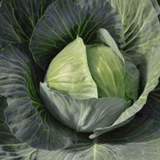 Vegetable Seeds Thompson & Morgan Cabbage Gilson F1 1 Seed Packet 40 Seeds Green