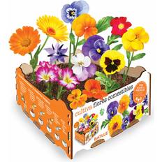 Pots, Plants & Cultivation Semillas Batlle Cultivation Set for Edible Flowers 19 x 19 x 10 cm
