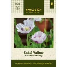 Impecta Enkel Bread Seed Poppy
