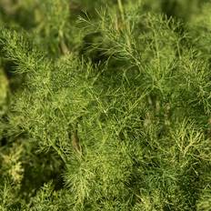 Impecta Bladdill 'Bouquet'