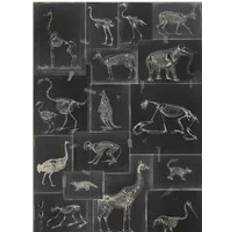 Tapeter Mind the Gap Skelett Tapete Zooarchaeology WP20237