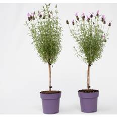 Semi Shady Potted Plants Plant in a Box Set Of 3 Fargesia Rufa Dragonhead Bamboo