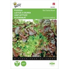 Rød Salatskåle Buzzy Seeds Pluksalat Frø Red Salad Bowl Salatskål