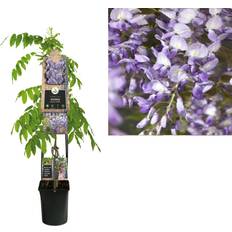 Planten Klimplant Wisteria Sinensis Prolific 120 cm