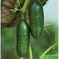 Vegetable Seeds Thompson & Morgan Cucumber Mini Munch F1 Hybrid 1 Seed Packet Green