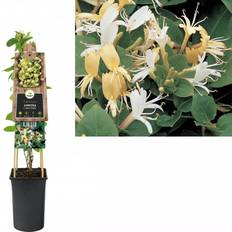 Bomen en Struiken Lonicera Hall Prolific Japanse Kamperfoelie