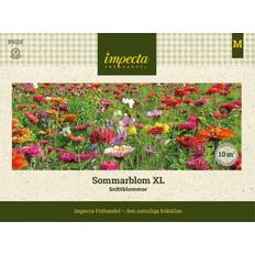 Impecta Blomsterblandning XL Snittblommor