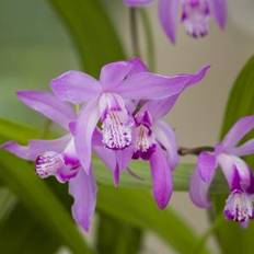 Bomen en Struiken Japanse Orchidee Bletilla Striata Moerasplant 6-Stuks
