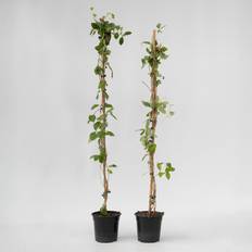Arbres et Arbustes Plant in a Box Chèvrefeuille Set de 2 Lonicera'American Beauty H110-120cm Lot de 2