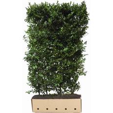 Bomen en Struiken Ilex Meserveae Blue Maid Hoogte 150 Groen