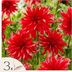 Kasvit Plant in a Box Daalian Juurakot 3 Kpl Labyrinth Red