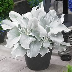 Perennials GardenersDream Senecio Angel Wings Striking Evergreen Perennial Flowering Garden Plant