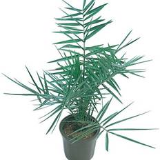 Ornamental Shrubs Verve Phoenix Palm Shrub One Size
