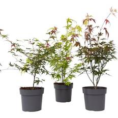 Piante Plant in a Box cero Giapponese 3 Pezzi