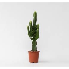 Plant in a Box Kandelaber Euphorbie Kaktus 50cm Topf 17cm