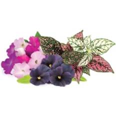 Click and Grow Smart Garden Refill 9 Pakuočių Vibrant Flower Mix Minidrivhus