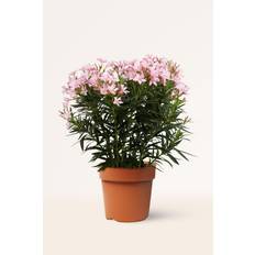 Plantas Adelfa Rosa L: 100-110 cm 26 cm