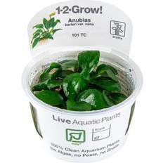 TROPICA Live Aquarium Plants Attach to Rocks Wood Fish Tank Aquascape