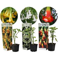 Planten Plant in a Box Engelentrompet Set 3 Brugmansia 25-40cm