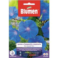 Semi di fiori Blumen Ipomea Rampicante Blu 1 g
