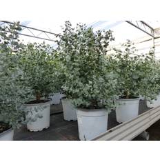 Pflanzen Grünwaren XL Eucalyptus Gunni Busch Eukalyptusbaum 35 - 50 cm Pflanze Winterhart