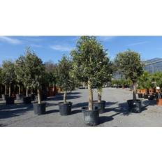Topfpflanzen Olivenbaum 20 Jahre Stammumfang 20 - 30 cm Winterhart
