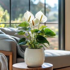 Kasvit Plant in a Box nthurium Alpine White 40-55cm ø14cm