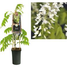 Planten Klimplant Wisteria Floribunda Alba 75 cm - Witte Blauweregen