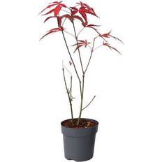 Kasvit Plant in a Box Japanin Vaahtera Acer Palmatum Atropurpureum 25-40cm 10.5cm