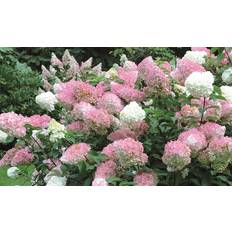 Plants Thompson & Morgan Hydrangea Vanilla Fraise 3.6 Litre Potted Plant x 1