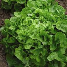 Vegetable Seeds Thompson & Morgan Lettuce Salad Bowl 1 Seed Packet 750 Seeds Green