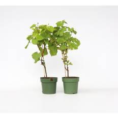 Ruukkukasvit Plant in a Box Rypälekasvi 2 kpl Vitis Himrod Vanessa