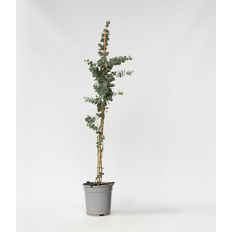 Kasvit Plant in a Box Eukalyptus Cinerea Silver Dollar 90-110 cm Korkeus
