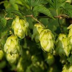Thompson & Morgan Humulus Lupulus Hop 9Cm Potted Plant X 3 Green