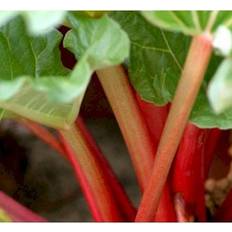 Potteplanter Rabarber Elmblitz Potteplante
