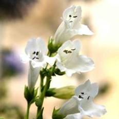Sunny Perennials Thompson & Morgan Penstemon Wedding Day Plants 6 x