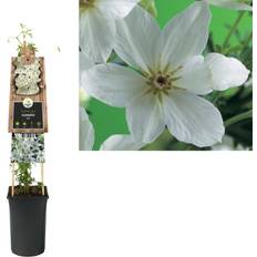 Planten Klimplant Clematis Joe 75 cm