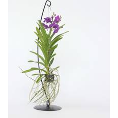 Kasvit Plant in a Box Vanda Orvokki Blue 45-55 cm