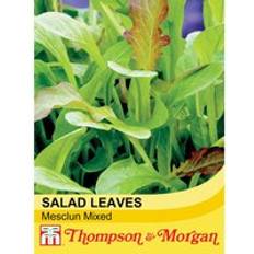 Vegetable Seeds Thompson & Morgan Salad Leaves Mesclum Mixed 1 Seed Packet 500 Seeds Green