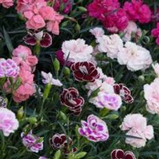Pink Perennials Thompson & Morgan Dianthus Caryophyllus Scented Pleasures Collection Plug Plant X 50 Pink
