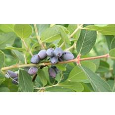 Koristepensaat Hunajamarja Lonicera Caerulea Var Kamtschatica Viheraarni Onni