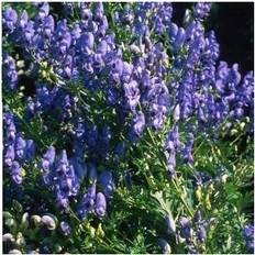 Potteplanter Aconitum Camichaelii Potteplante